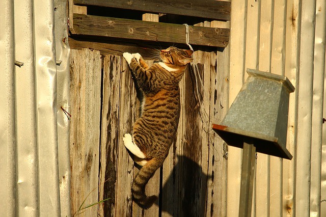 cat_climbing_structures_why_do_cats_climb_high
