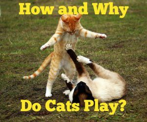 catclimbingstructures_how_and_why_do_cats_play