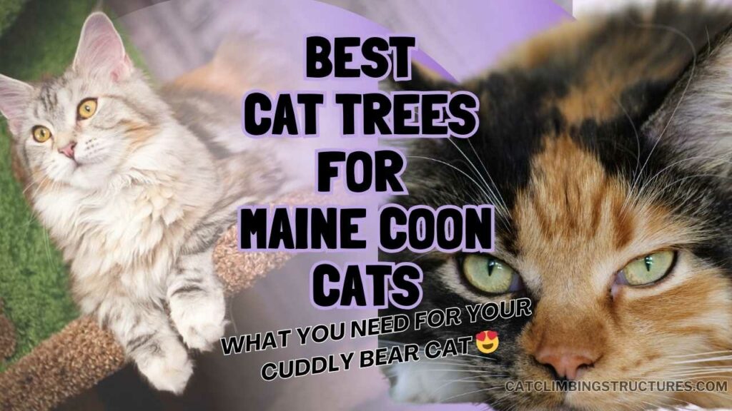 Best_Cat_Trees_For_Maine_Coons_Cats