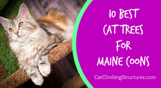 cat_climbing_structures_10_best_cat_trees_for_maine_coons_video