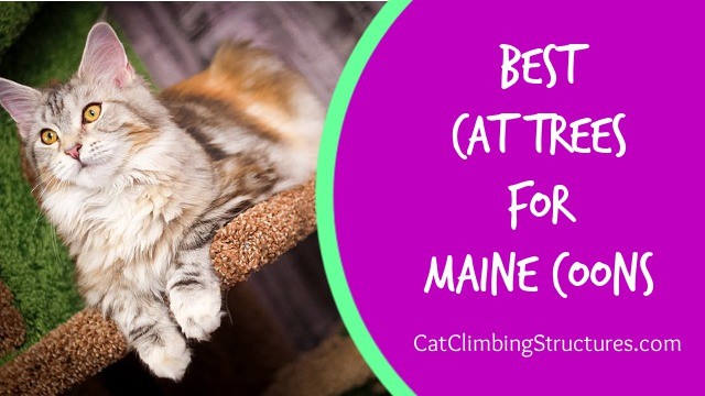 cat_climbing_structures_best_cat_trees_for_maine_coons_video