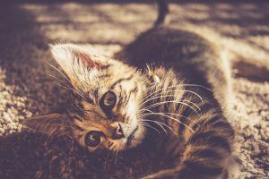 cat_climbing_structures_carpet