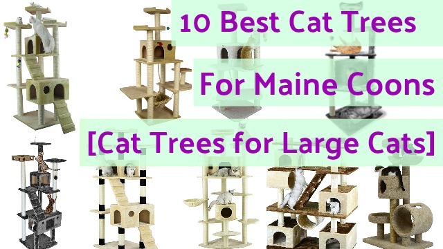 cat_climbing_structures_maine_coon_cats