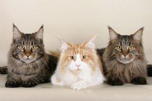 cat_climbing_structures_maine_coon_trio