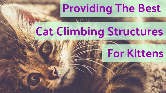 Providing The Best Cat Climbing Structures for Kittens