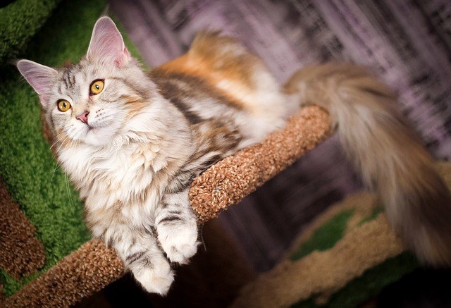 cat_climbing_structures_maine_coon_cat_furniture