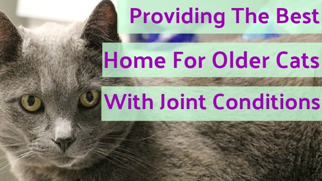 Caring for Older Cats with Joint & Mobility Issues