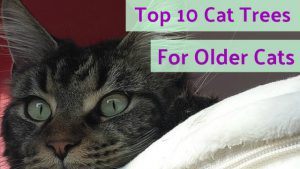 cat_climbing_structures_best_cat_trees_for_older_cats_icon