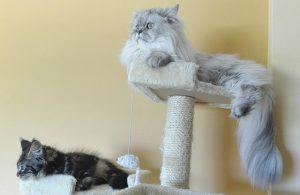 cat_climbing_structures_cat_furniture_increase_vertical_territory