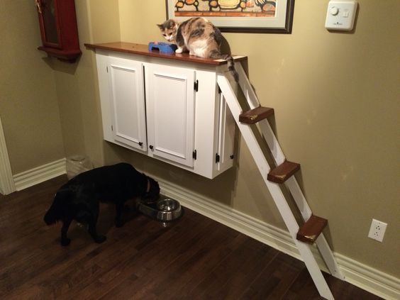 cat_climbing_structures_dog_proof_cat_station