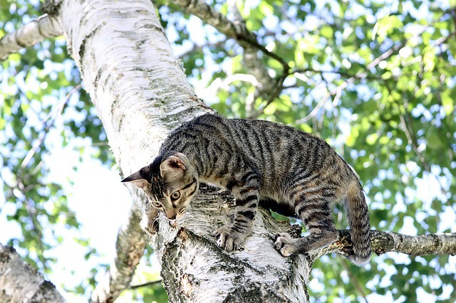 cat_climbing_structures_why_do_cats_like_to_climb_high