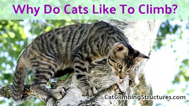Why Do Cats Like To Climb To High Places? [5 Reasons]