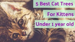 cat_climbing_structures_best_cat_trees_for_kittens_under_1_year_old
