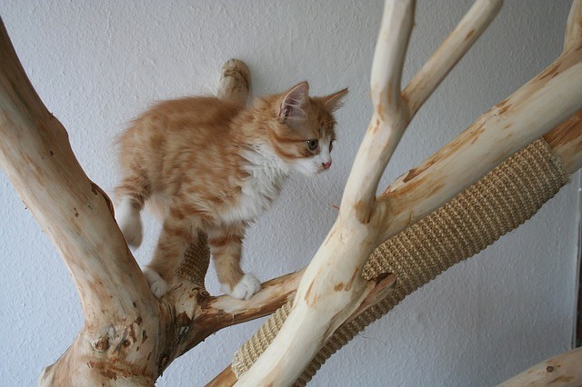 cat_climbing_structures_things_cats_climb_kitten_in_a_cat_tree