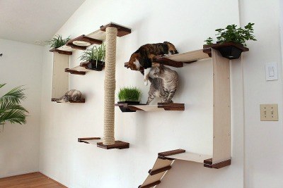 cat_climbing_structures_best_wall_mounted_cat_tree_catastrophiCreations_Cat_Mod_Garden_Complex_shelves_sm