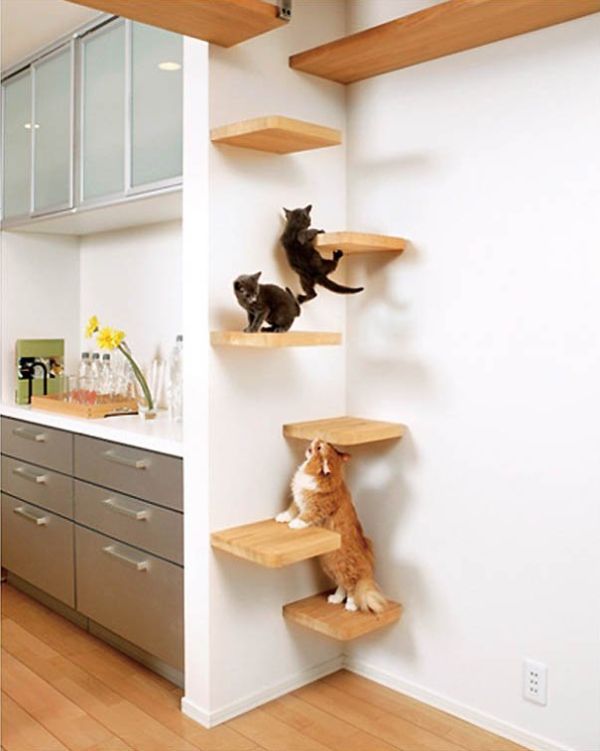 Why You Need A Wall Mounted Cat Tree for Your Cat | Cat Climbing Structures