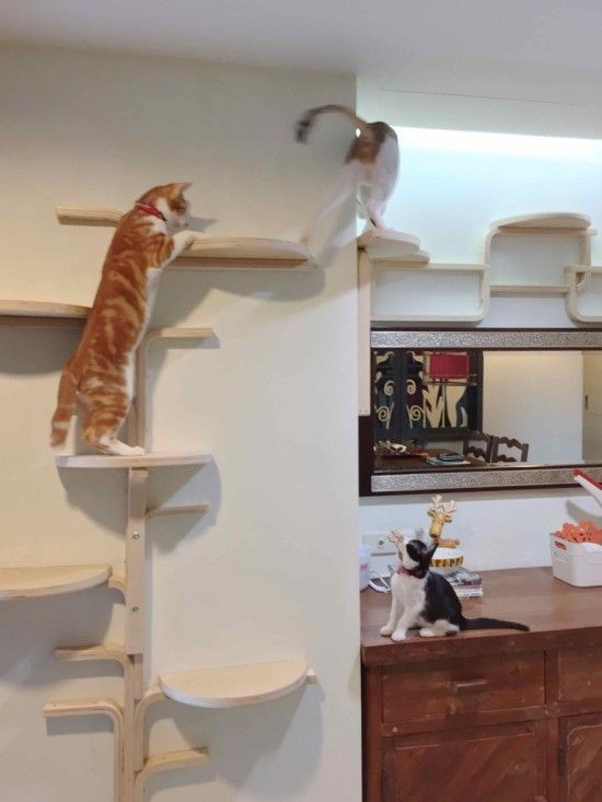 cat_climbing_structures_wall_mounted_cat_tree