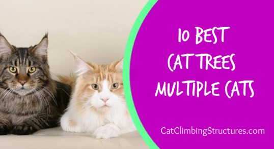 cat_climbing_structures_best_cat_trees_for_multiple_cats_unleashed