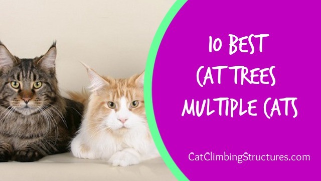 10 Best Cat Trees Multiple Cats Go Crazy For!