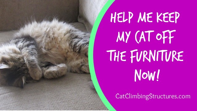 Help Me Keep My Cat Off The Furniture NOW! [Cat Care Guide]