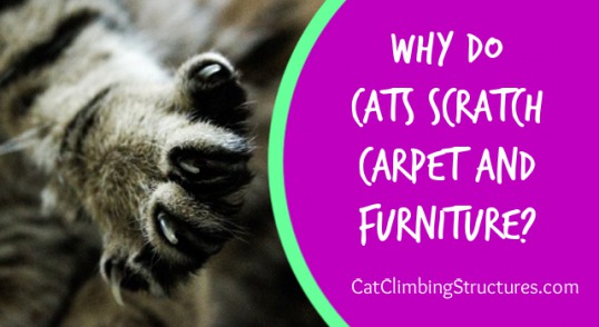 cat_climbing_structures_why_do_cats_scratch_carpet_and_furniture_help