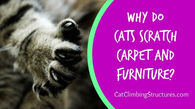cat_climbing_structures_why_do_cats_scratch_carpet_and_furniture_help