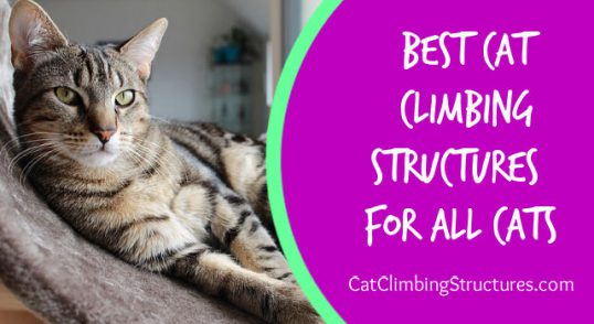 the_best_cat_climbing_structures_for_all_cats