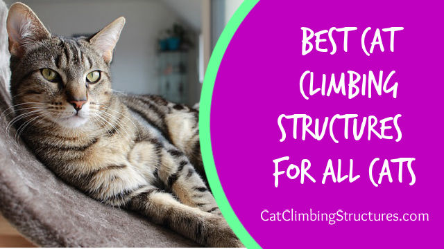 Best Cat Climbing Structures [For ALL Cats]