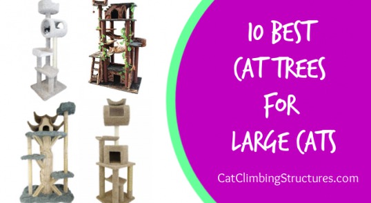 cat_climbing_structures_10_best_cat_trees_for_large_cats