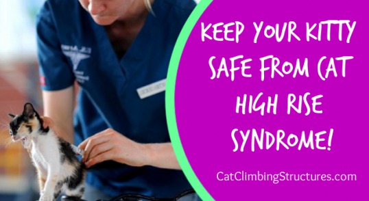 cat_climbing_structures_what_is_cat_high_rise_syndrome