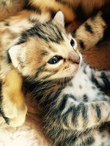 cat_climbing_structures_bengal_cat_kitten_newborn