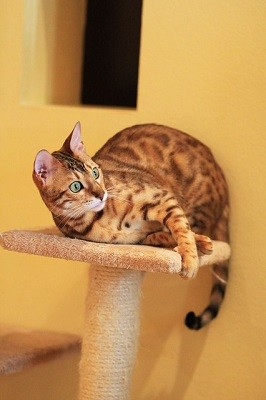 cat_climbing_structures_bengal_cats_tree