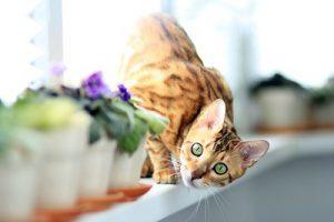 cat_climbing_structures_bengal_kitten_climbing