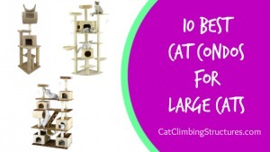 cat_climbing_structures_best_cat_condos_for_large_cats