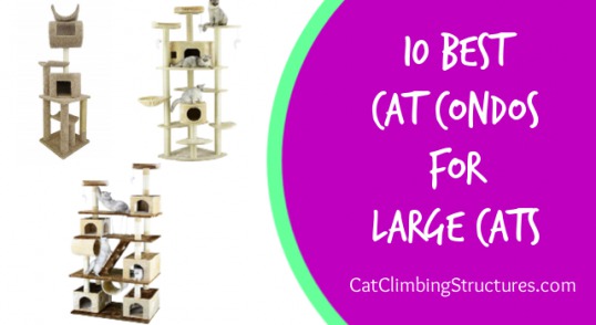 cat_climbing_structures_best_cat_condos_for_large_cats