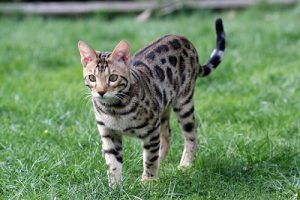 cat_climbing_structures_best_cat_trees_for_bengal_cat