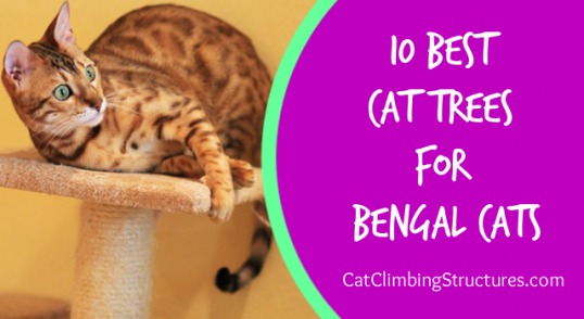 cat_climbing_structures_best_cat_trees_for_bengal_cats
