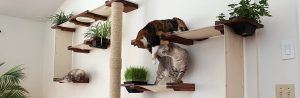 cat_climbing_structures_best_wall_mounted_cat_tree_catastrophiCreations_Cat_Mod_Garden_Complex_shelves_edit