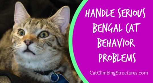 cat_climbing_structures_handle_serious_bengal_cat_behavior_problems