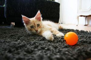 cat_climbing_structures_maine_coon_cat_kitten_play