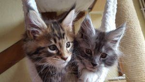 cat_climbing_structures_maine_coon_cat_kittens