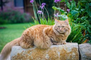 cat_climbing_structures_maine_coon_cat_overweight