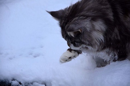 cat_climbing_structures_maine_coon_cat_snow