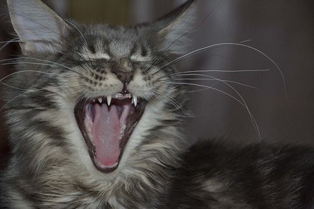 cat_climbing_structures_maine_coon_cat_yawn