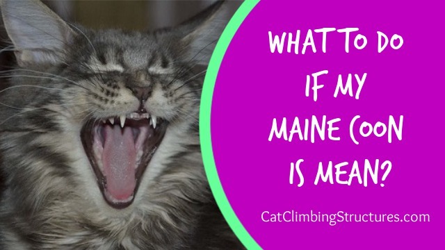 What To Do If My Maine Coon Is Mean? [Aggressive Behavior Guide]