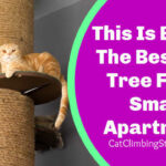 Best_Cat_Tree_For_Apartments_and_Small_Spaces_Cat_Climbing_Structures_com