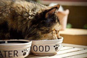 cat_climbing_structures_cat_bowl_eating