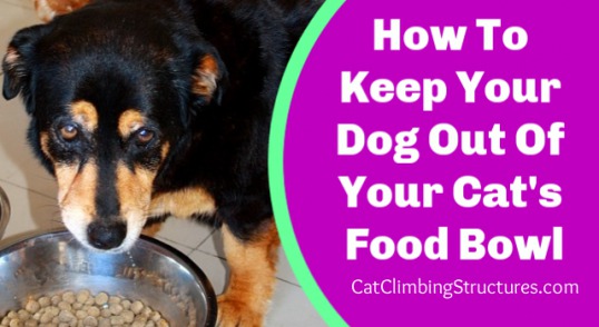 cat_climbing_structures_keep_cat_out_of_dogs_food
