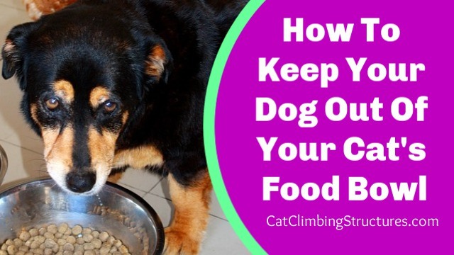 How To Keep Your Dog Out Of Your Cat’s Food Bowl