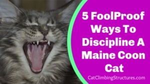 FoolProof_Ways_To_Discipline_A_Maine_Coon_Cat